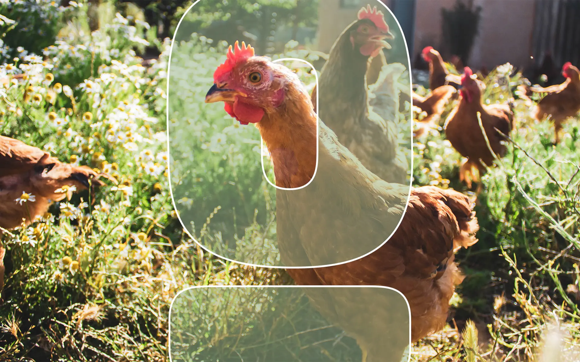 01-6-Benefits-of-Backyard-Chickens