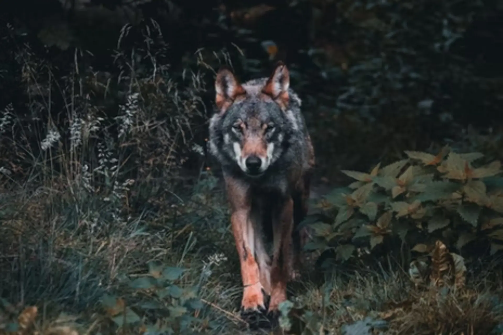 7-endangered-species-in-the-us-to-know