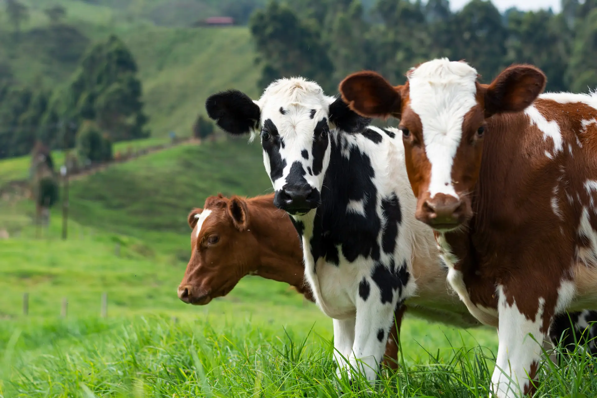 A-Comprehensive-Guide-to-Raising-Cattle-for-Beginners