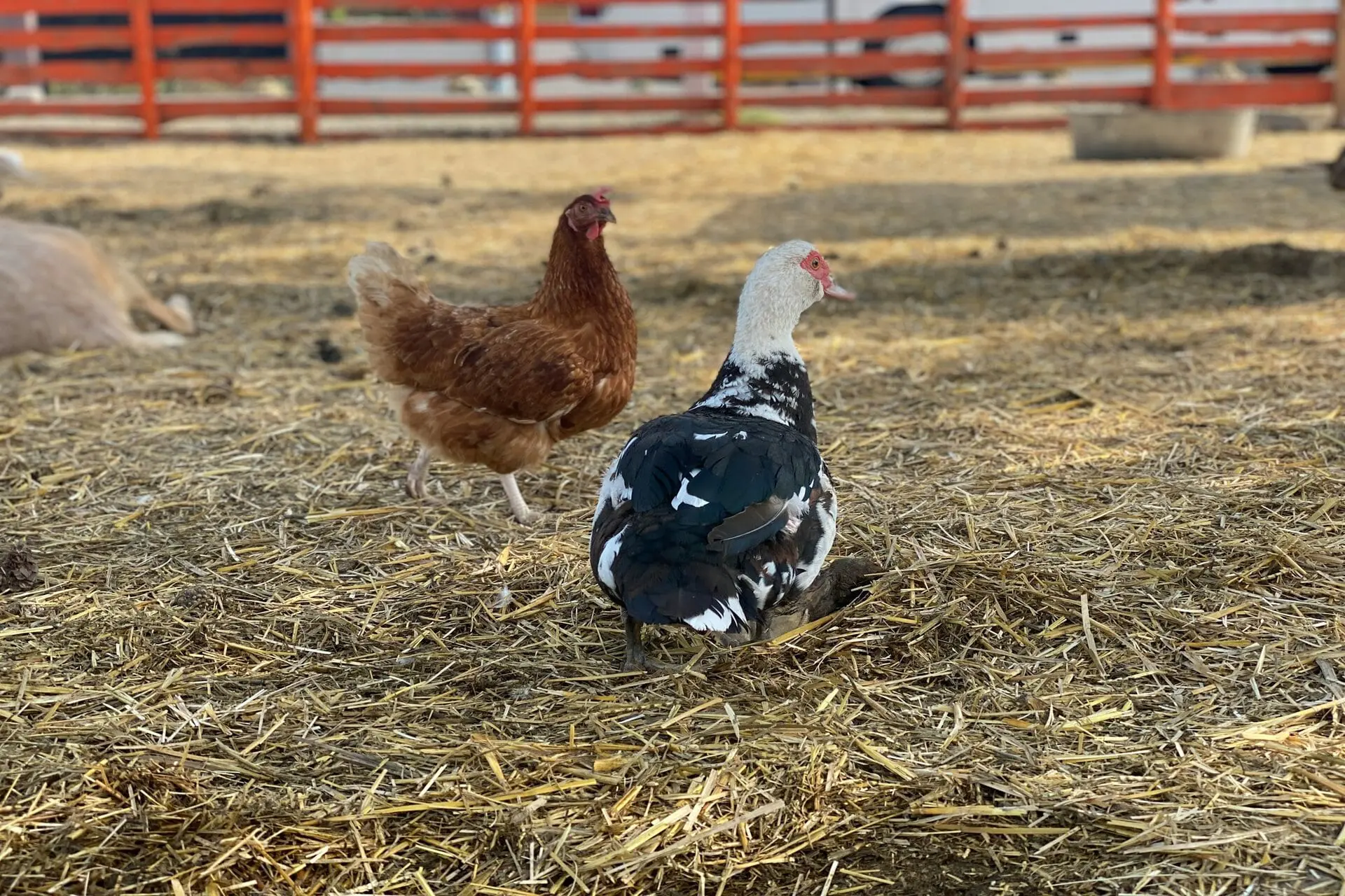 Backyard-ducks-vs-chickens