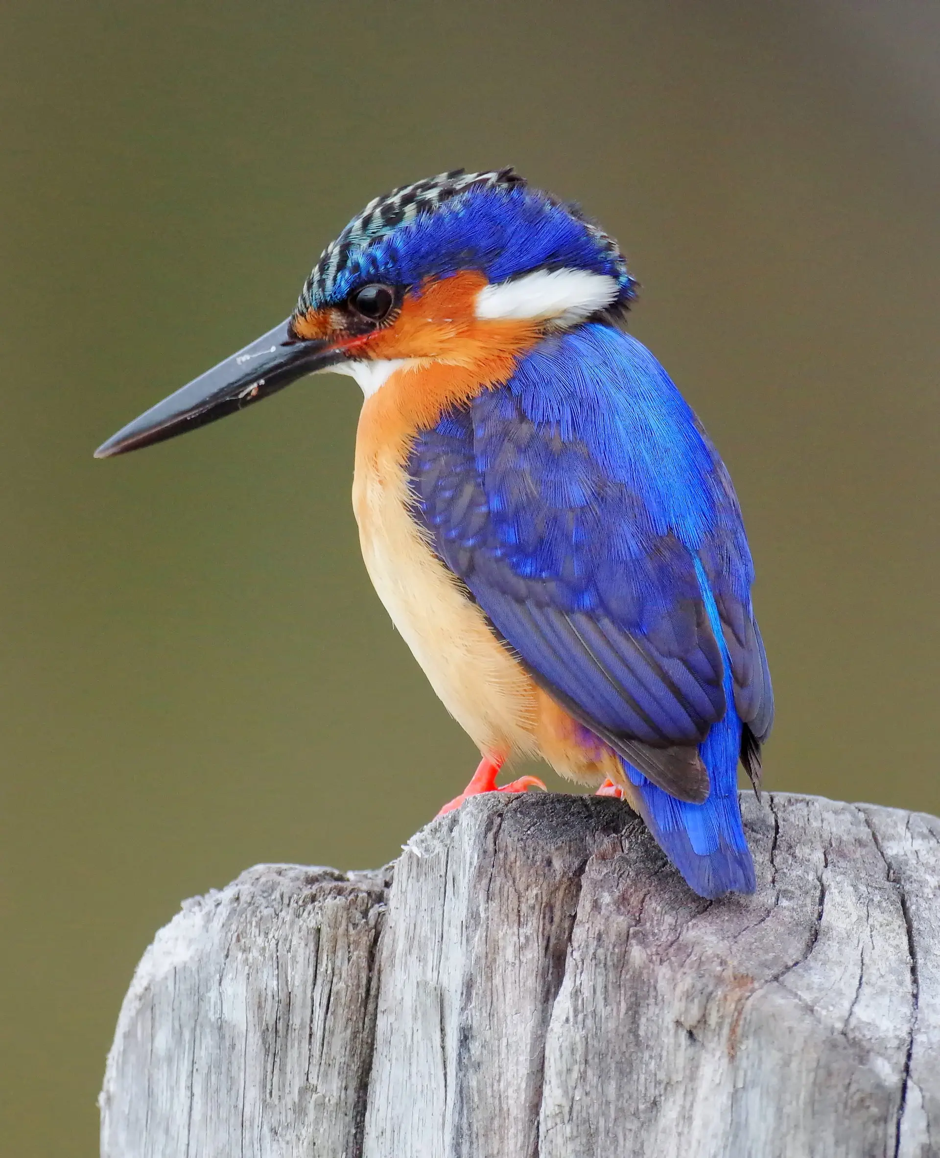 Biomimicry-examples