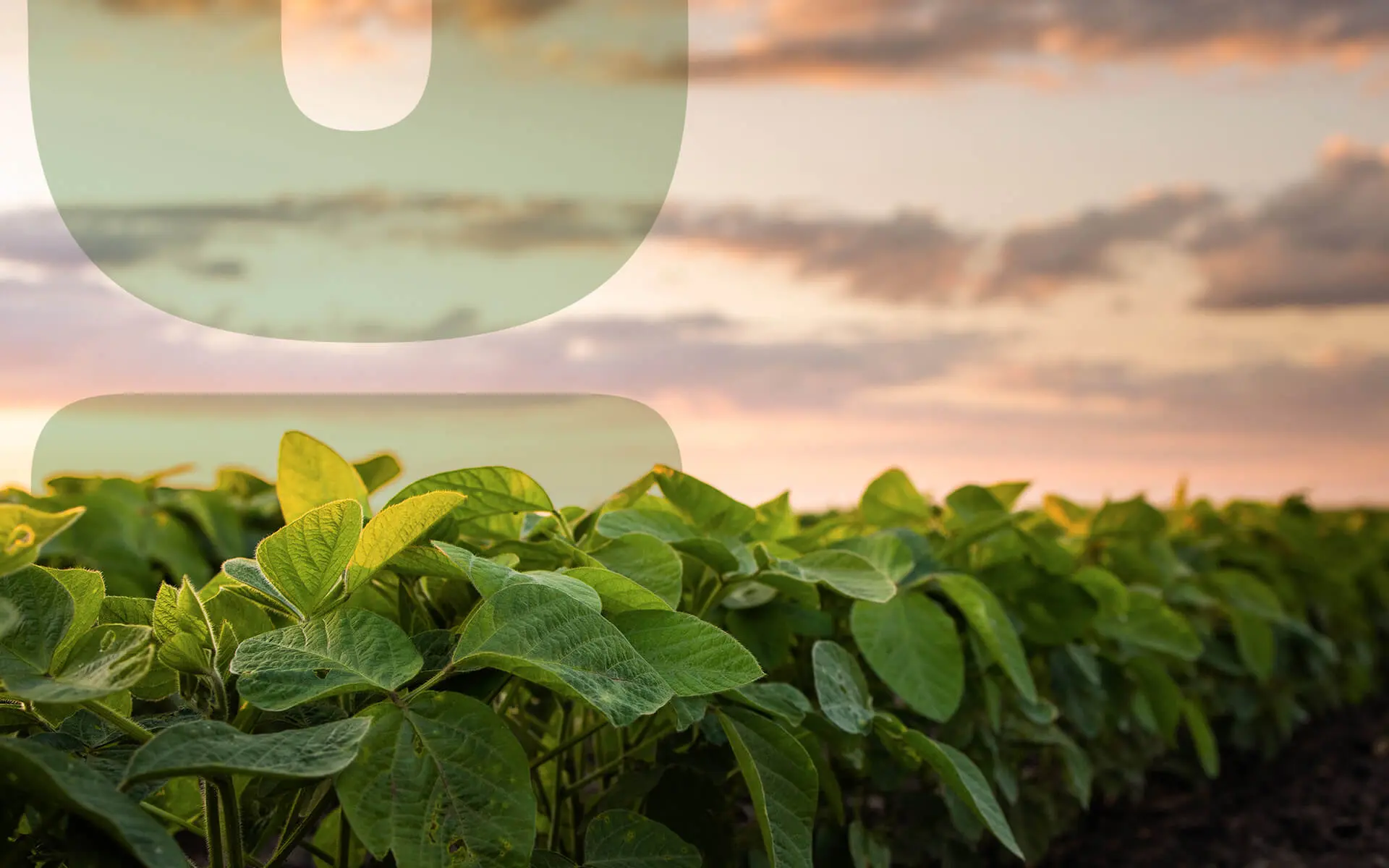 Feature-10-Advantages-and-Disadvantages-of-Monoculture-Farming