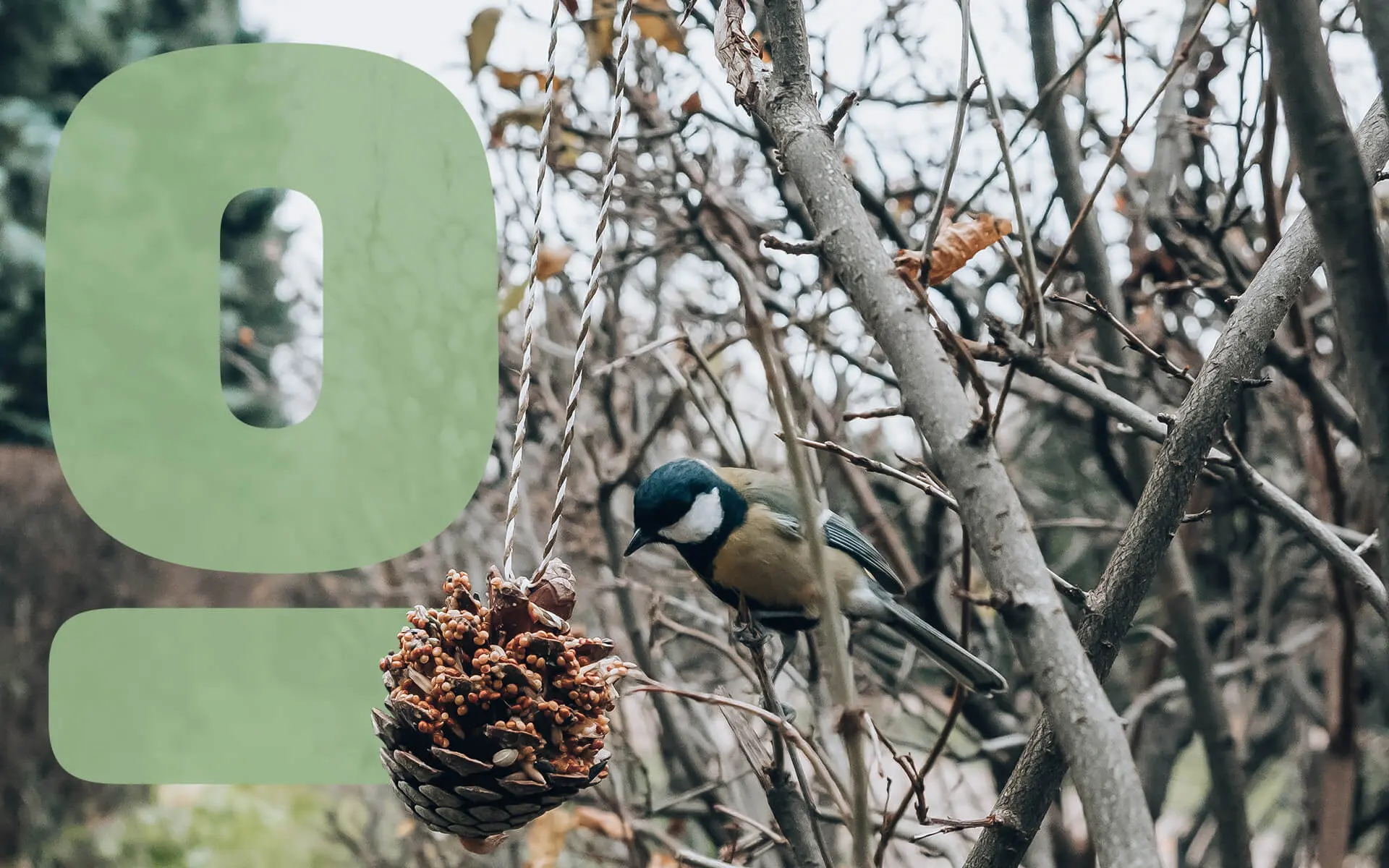 Feature-3-DIY-Bird-Feeders-Anyone-Can-Make