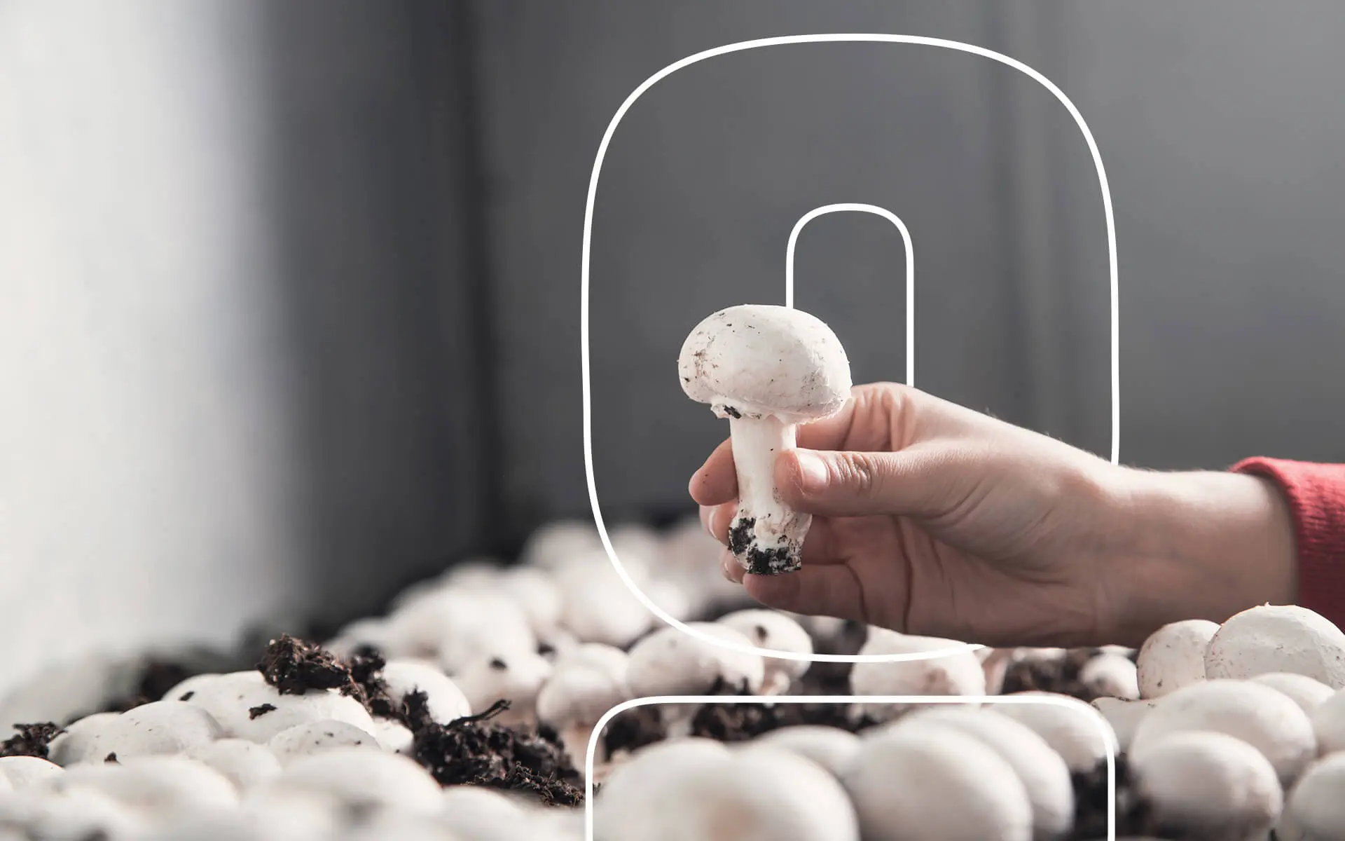 Feature-How-to-Grow-Mushrooms-From-Coffee-Grounds