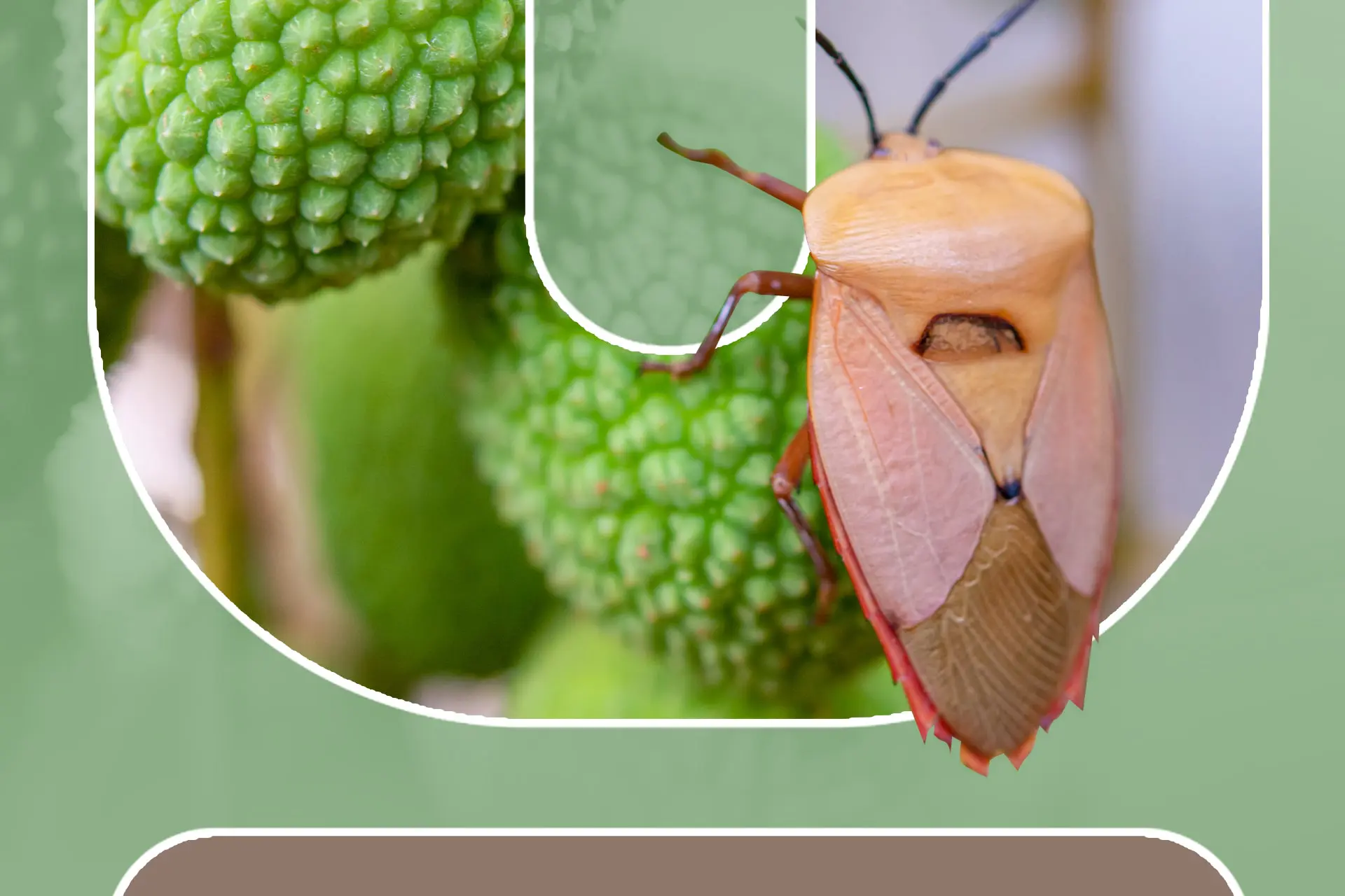 Feature-Images-How-Do-Invasive-Species-Spread-min