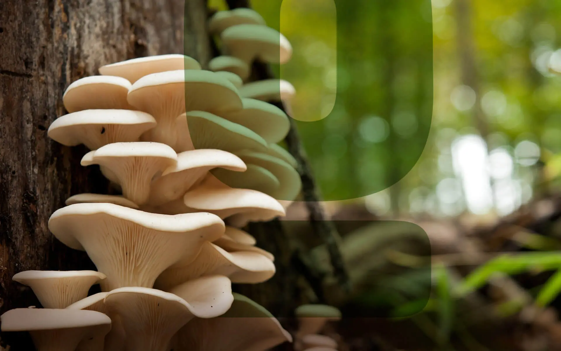 Feature-The-Top-Examples-of-Bioremediation