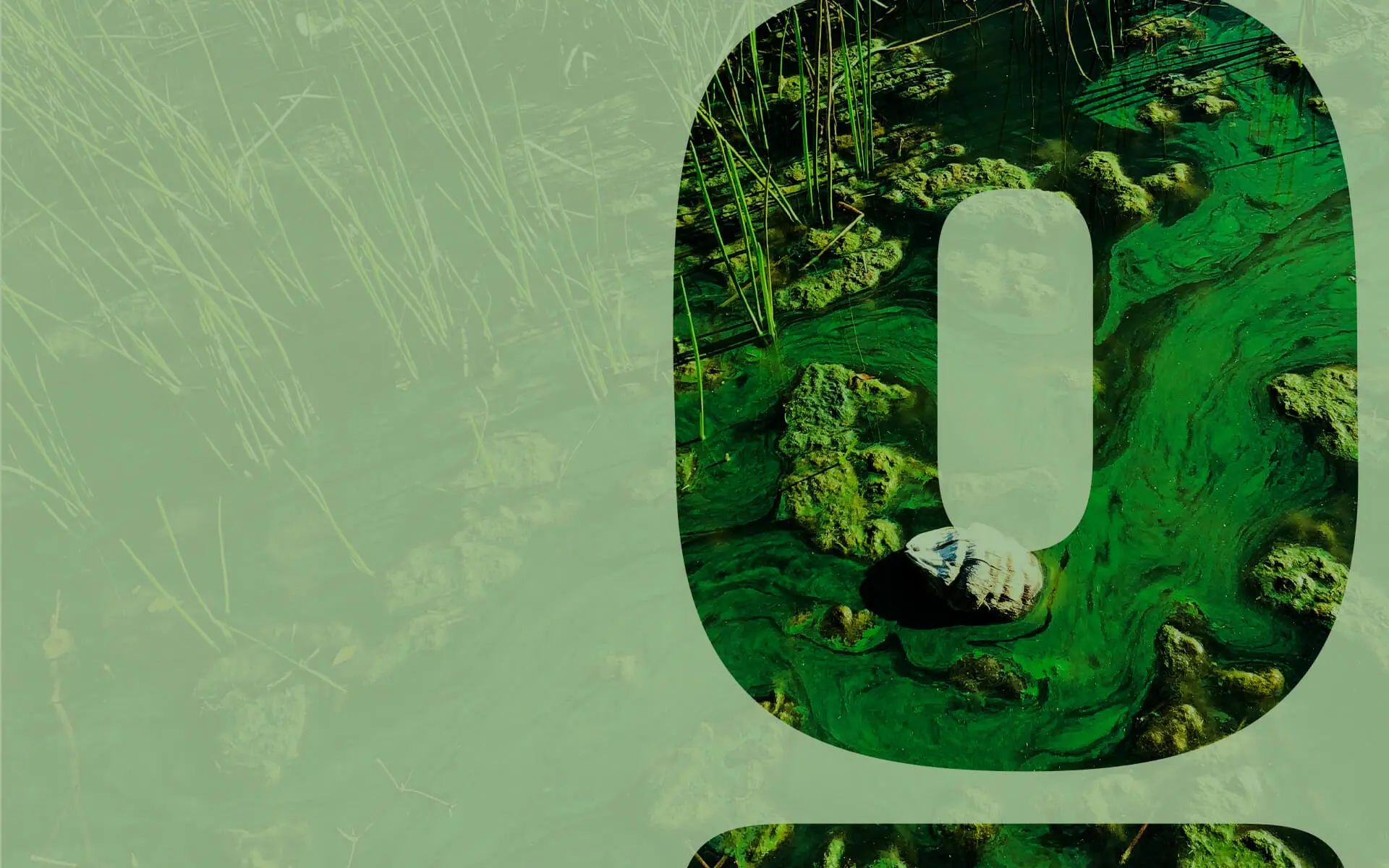 Feature-What-is-Cultural-Eutrophication-1