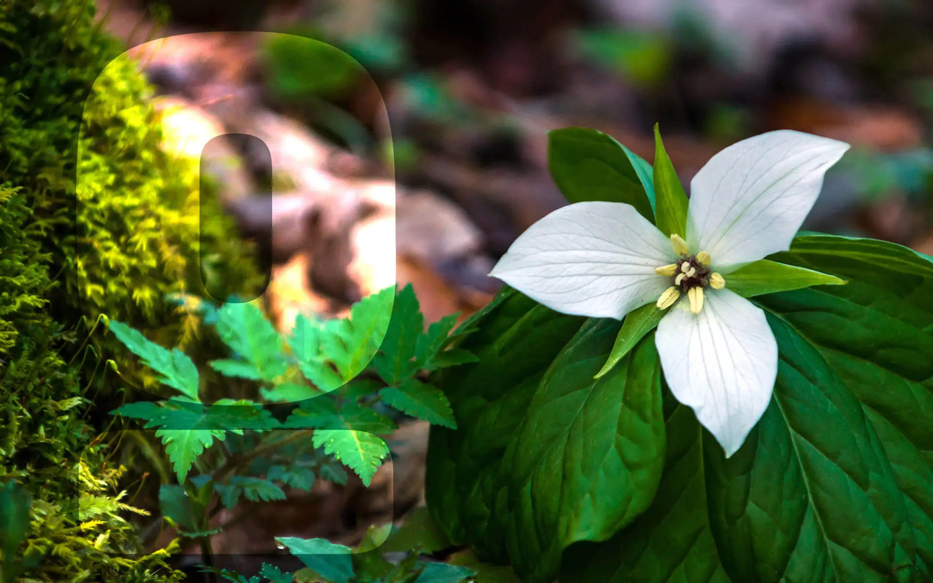 Feature-What-is-an-Endangered-Flower