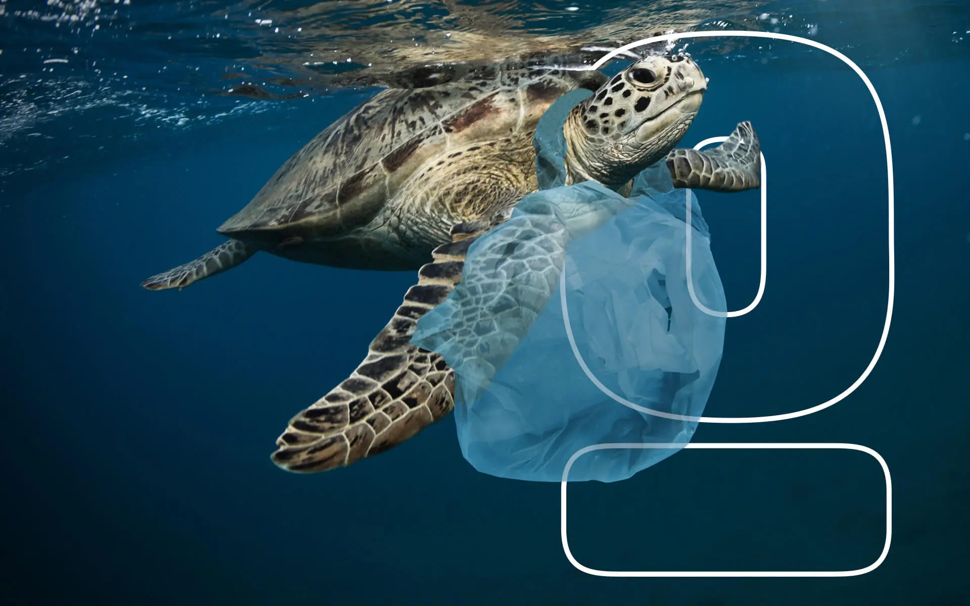 Feature-Why-Plastic-Bags-Should-Be-Banned