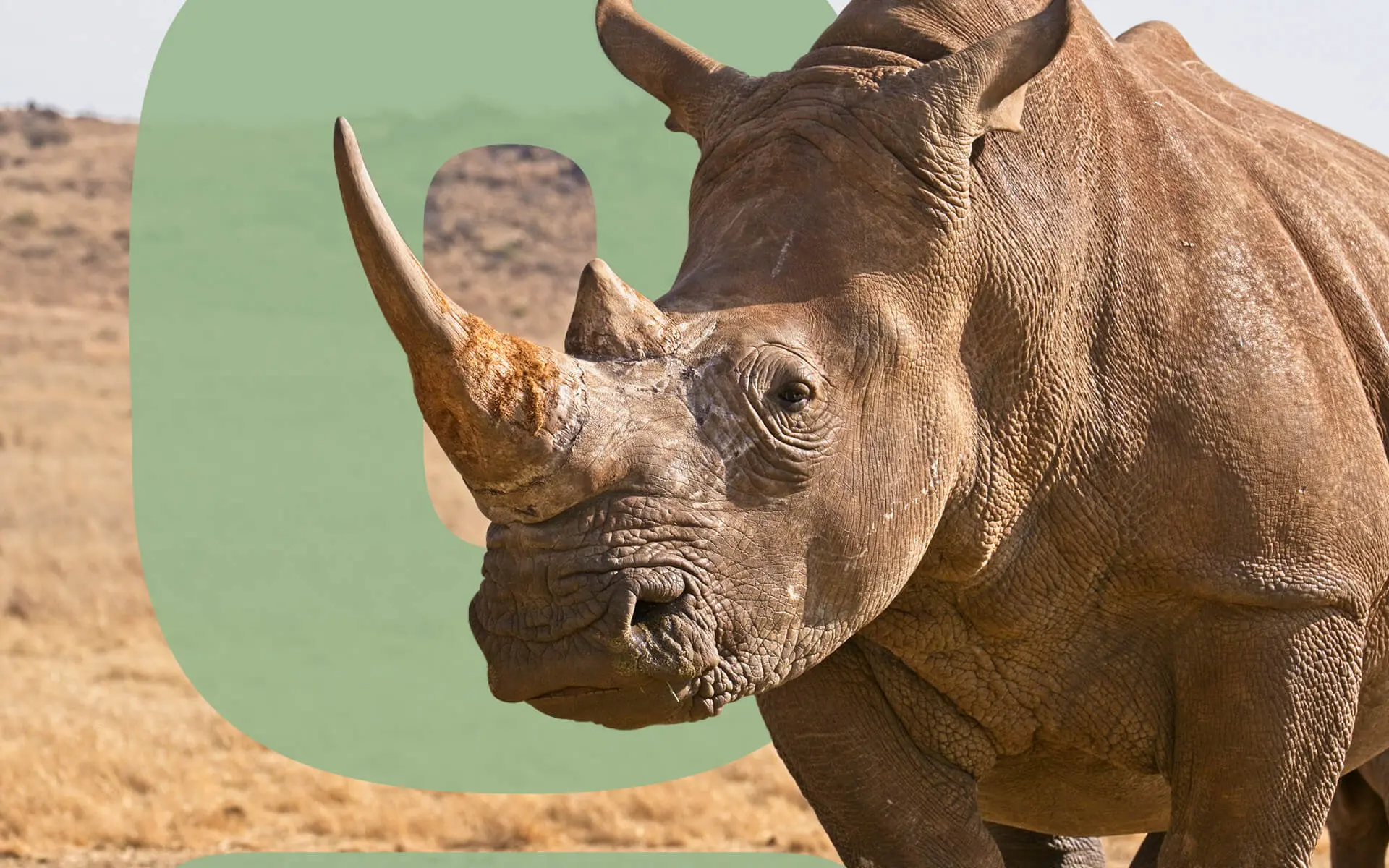 Feature-Why-are-Rhinos-Endangered-1