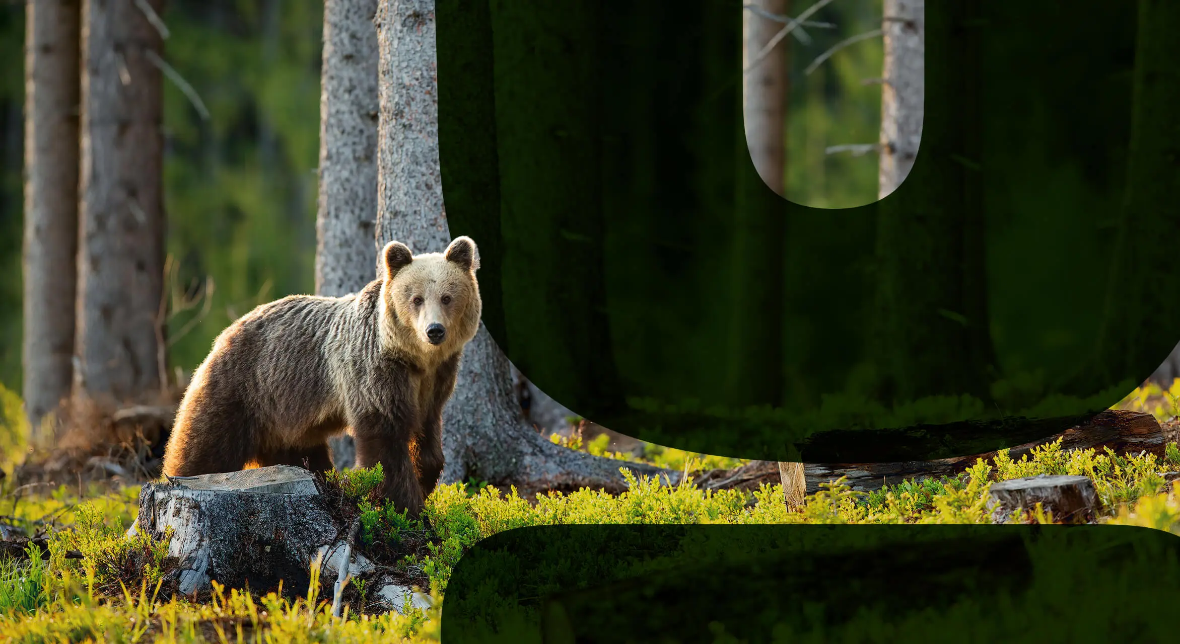 Feature-deforestations-effects-on-animals