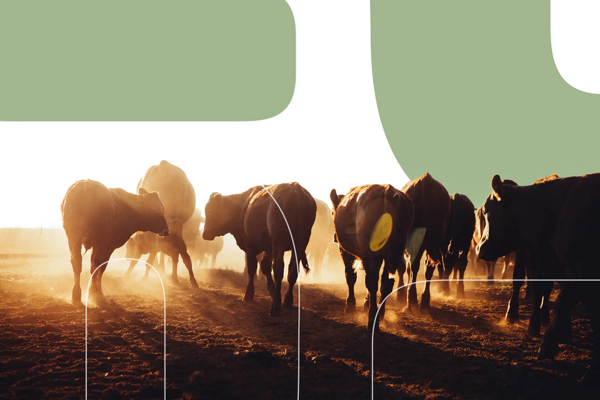 Feature-how-does-animal-agriculture-affect-the-environment