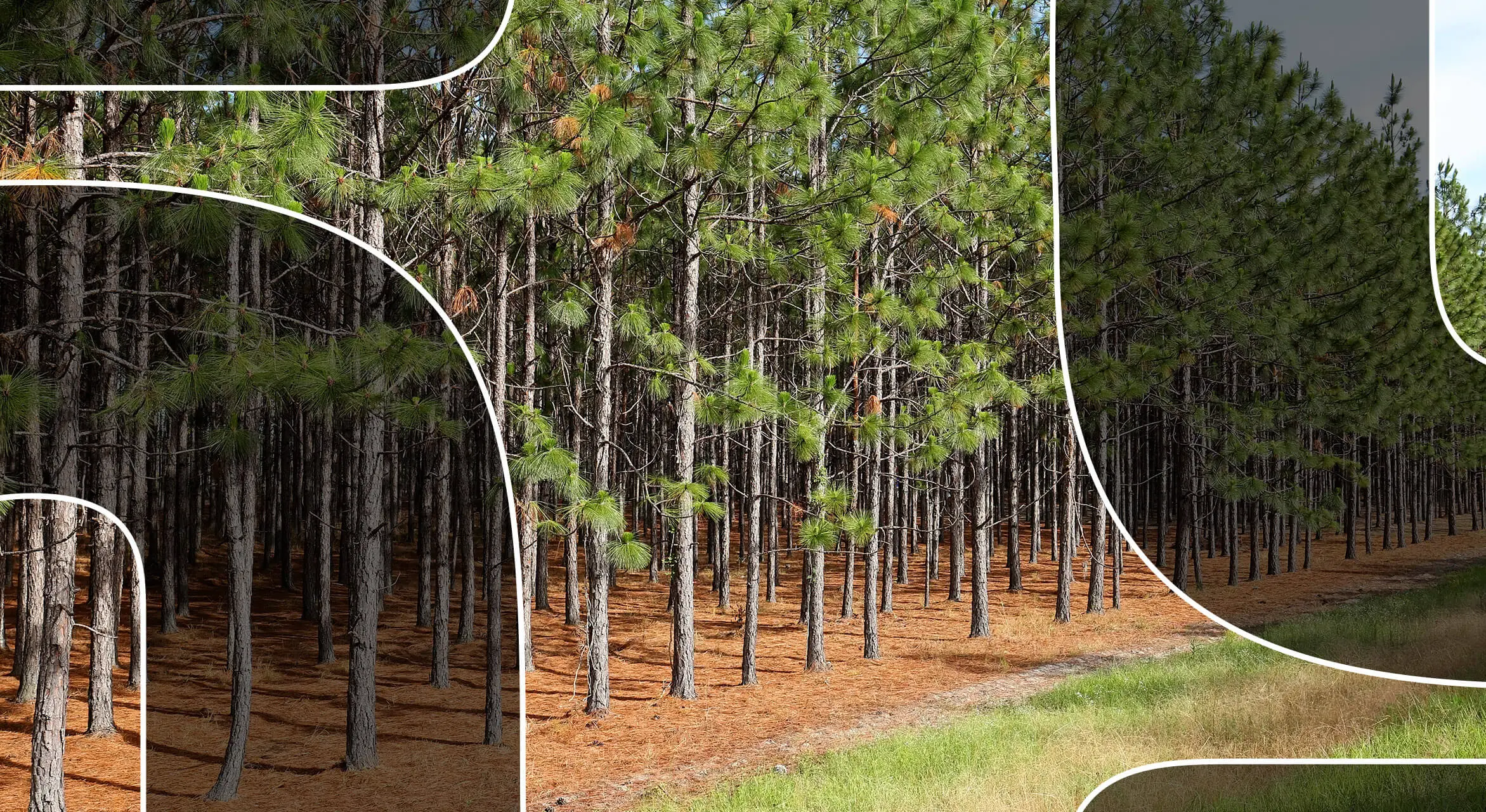 Featured-10-endangered-trees-you-should-know-about