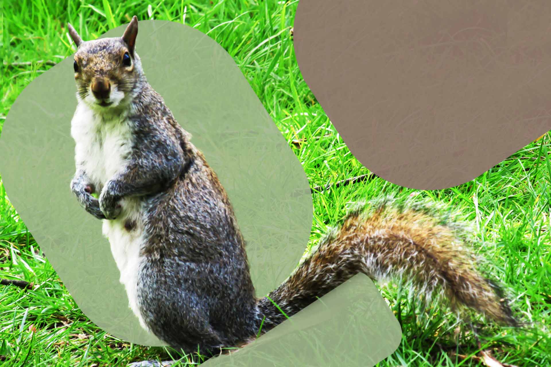 Featured-How-Do-Invasive-Species-Affect-Biodiversity