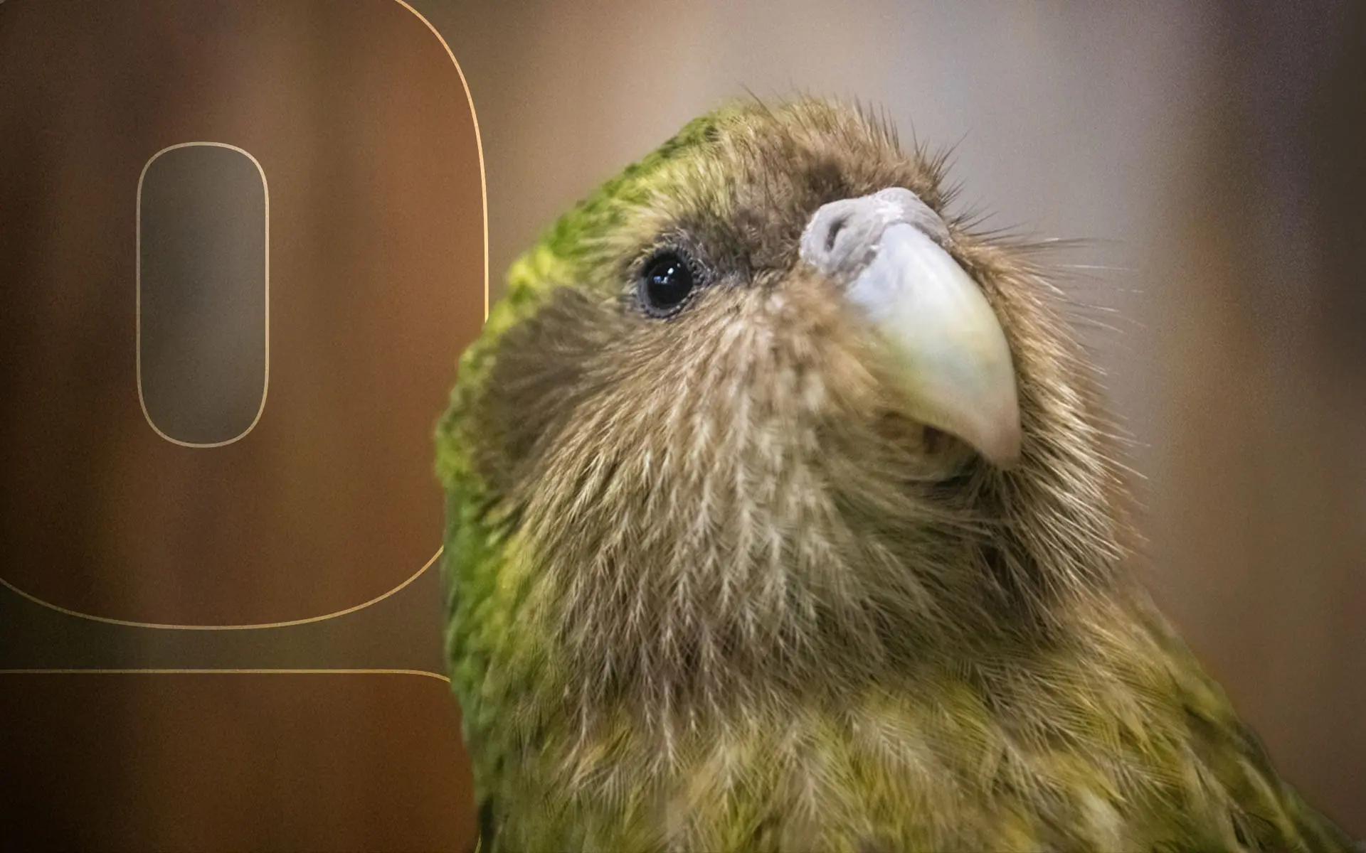 Featured-Image-5-species-of-endangered-birds