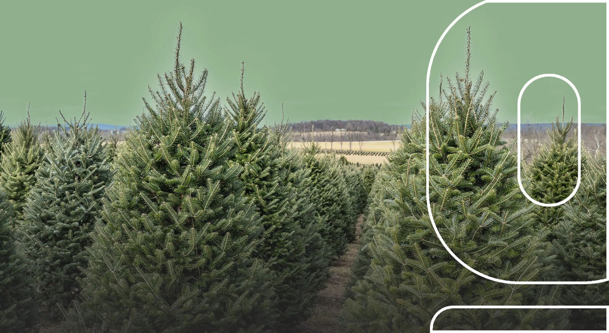 Featured-The-most-endangered-trees-in-the-US