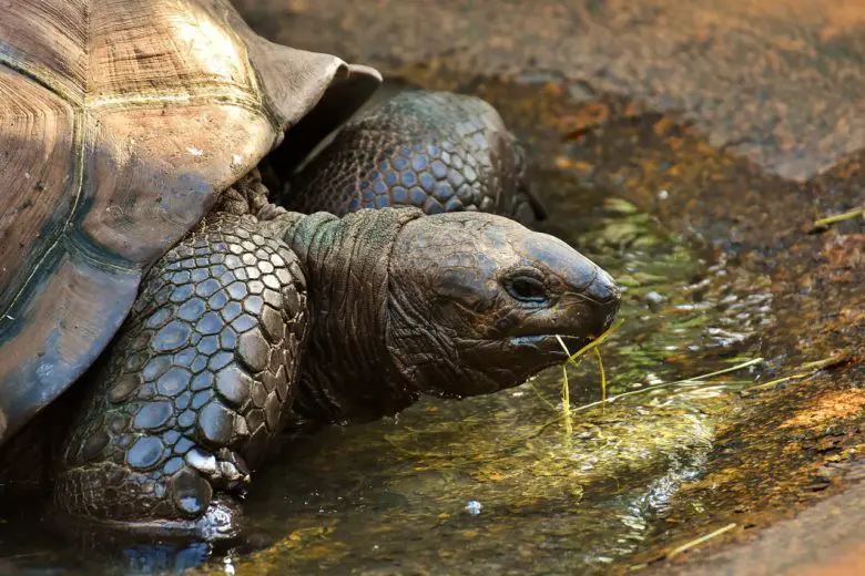 Galapagos_tortoise_1539808814-e1539808824928