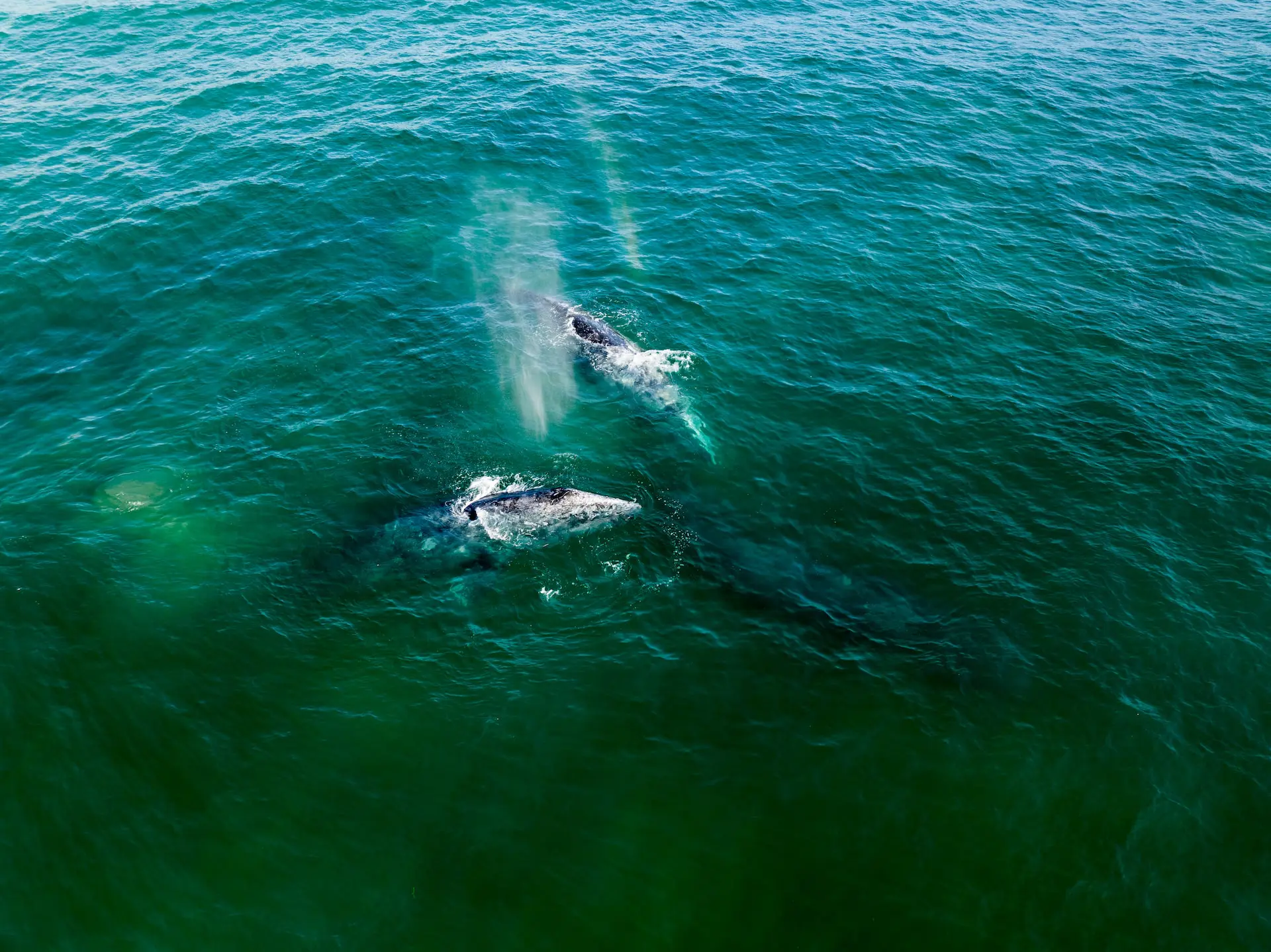 Gray-Whales-Swimming