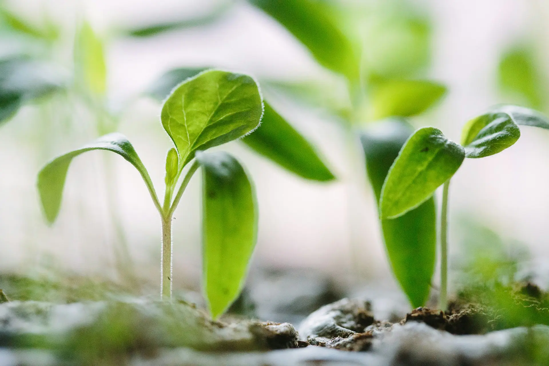 Green-Seedlings