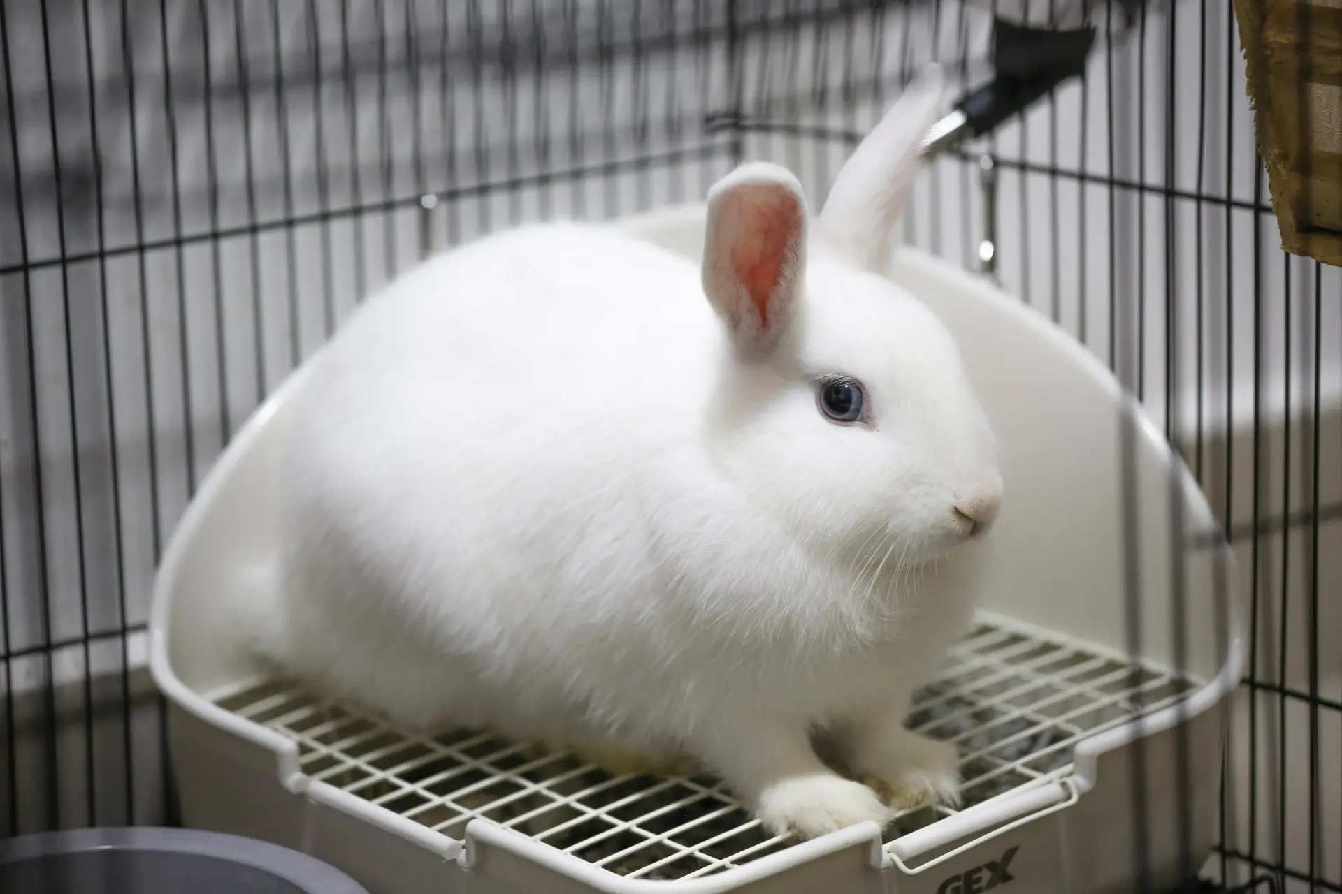 How-to-raise-rabbits