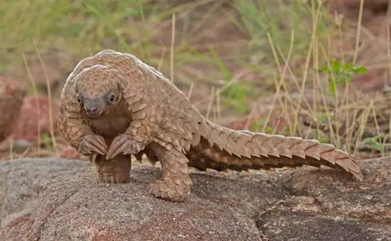 Pangolin-e1515088240249