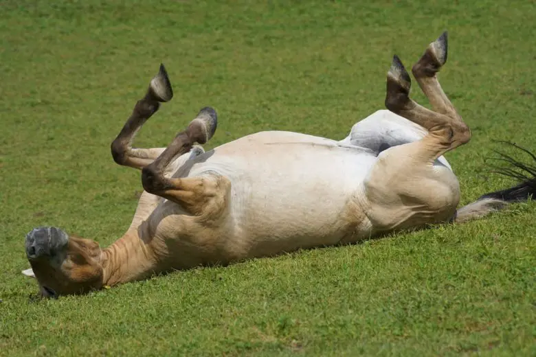 Przewalskis_horse_1564423437-e1564423505482