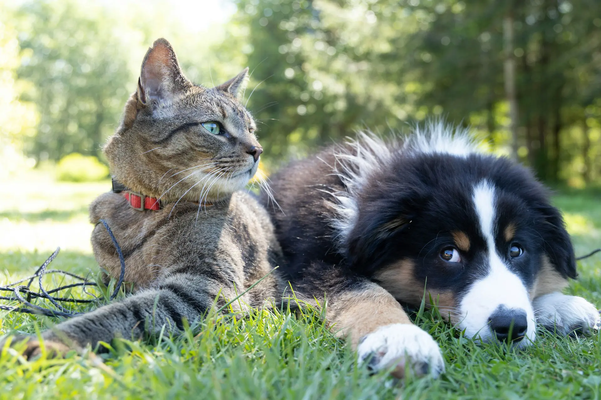 Sustainable-Pet-Care-Tips-for-Dog-and-Cat-Parents