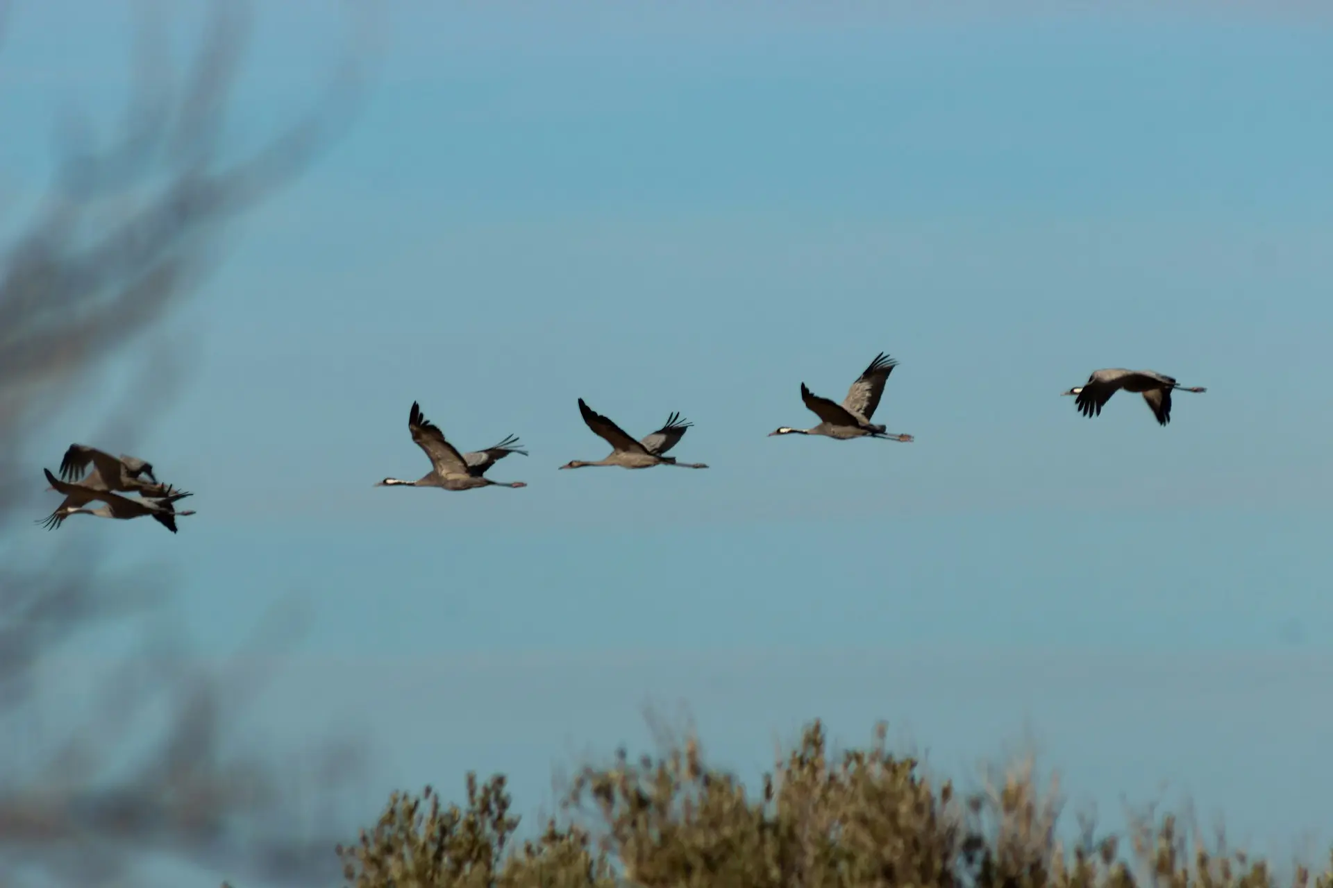 What-Can-Scientists-Learn-From-a-Bird-Migration-Map