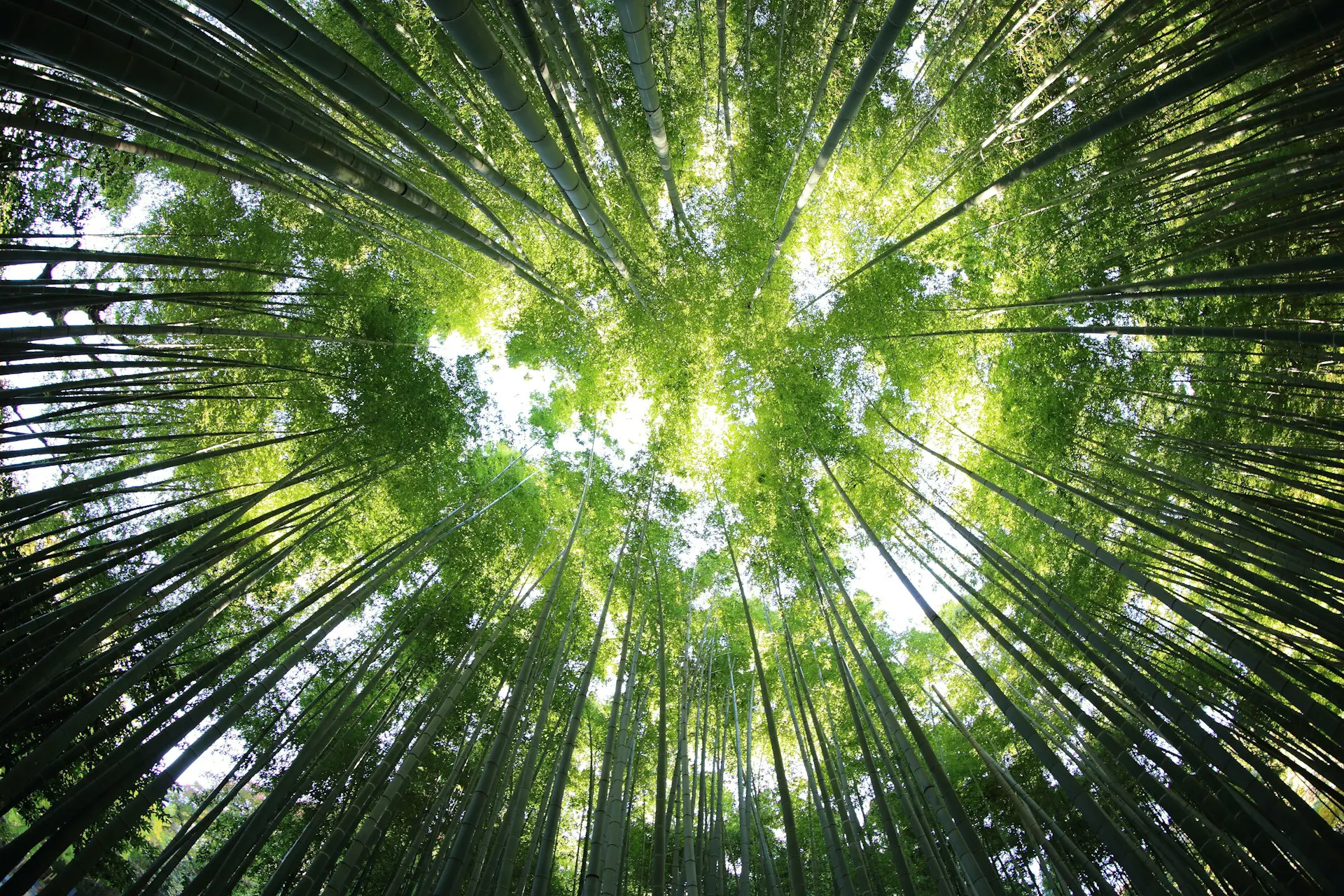 What-Is-Greentech-and-How-Have-People-Used-It
