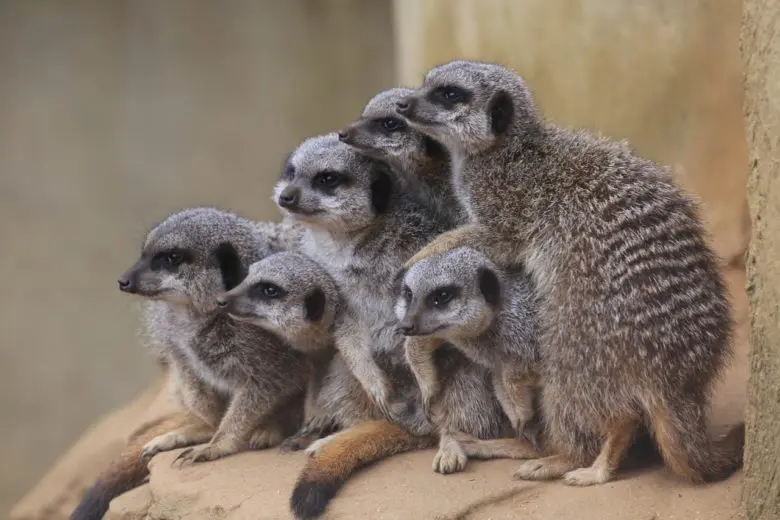 Wildlife_Conservation_1548956072-e1548956082920