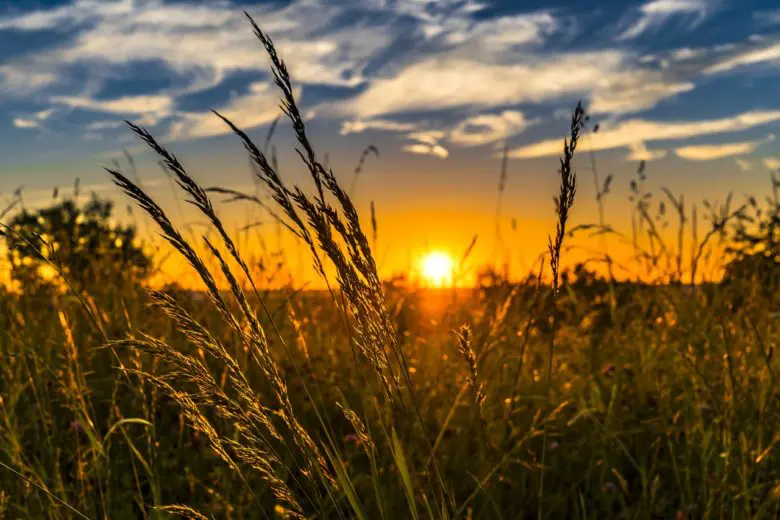 agriculture_1528227905-e1528227915714