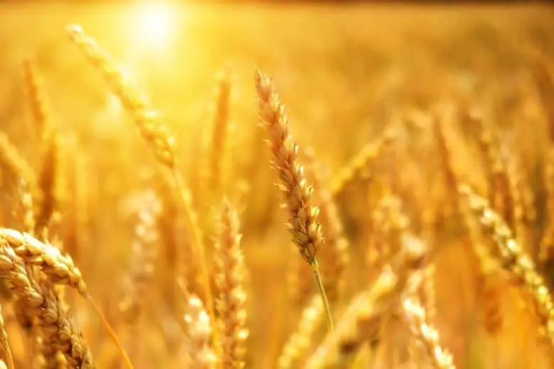 agriculture_1580928484-e1580928500499
