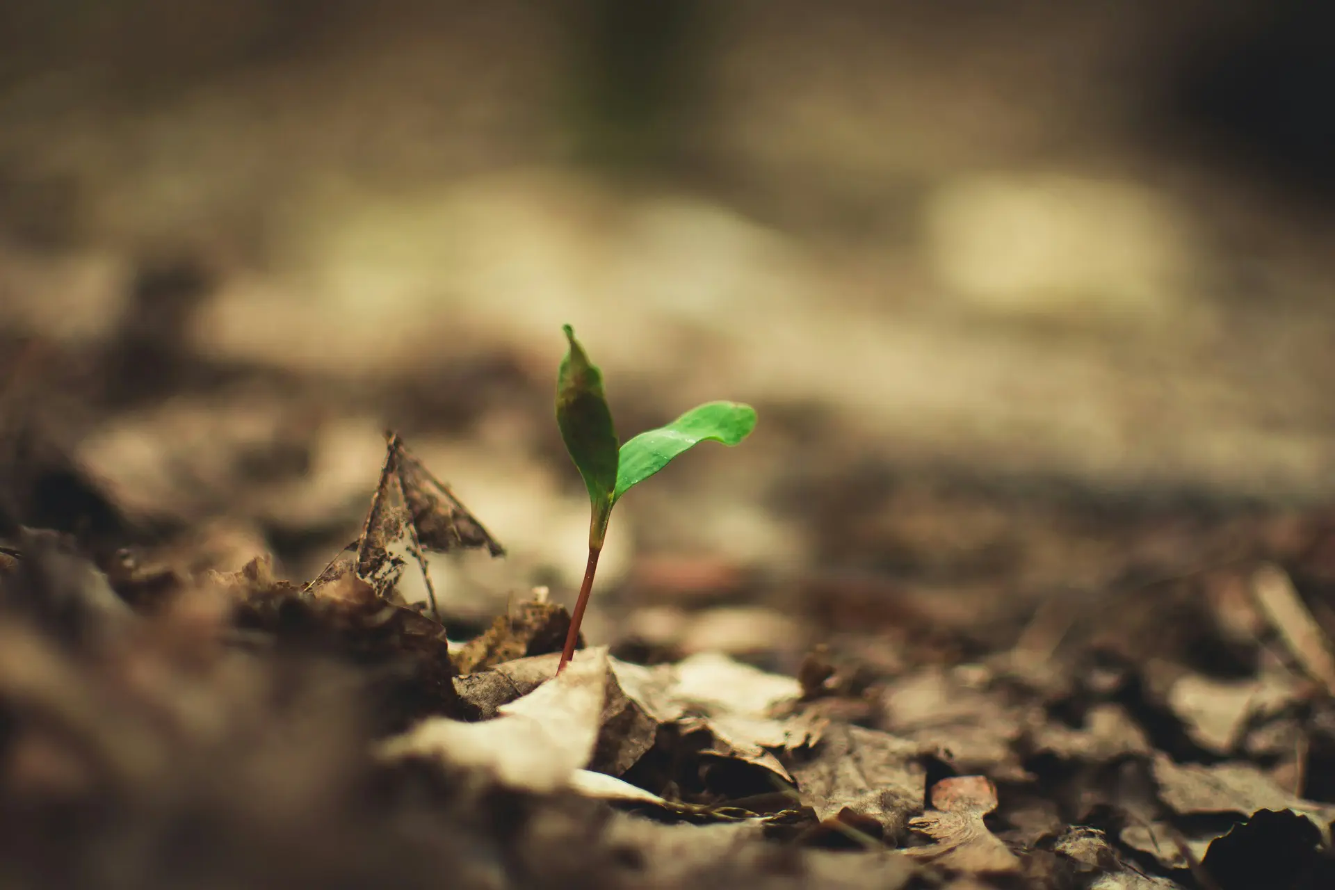 andriyko-podilnyk-Lf9HIhx0FPQ-unsplash-1