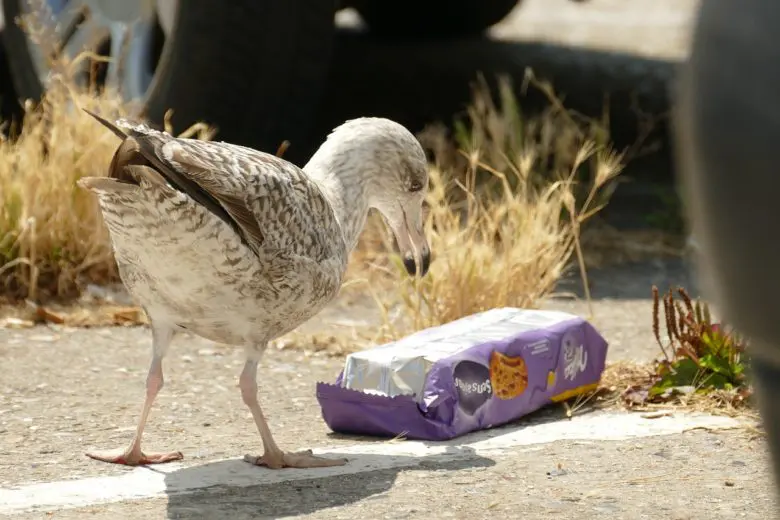 animal_plastic_1586543150-e1586543277925