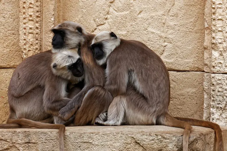 animal_social_1553717711-e1553717731491