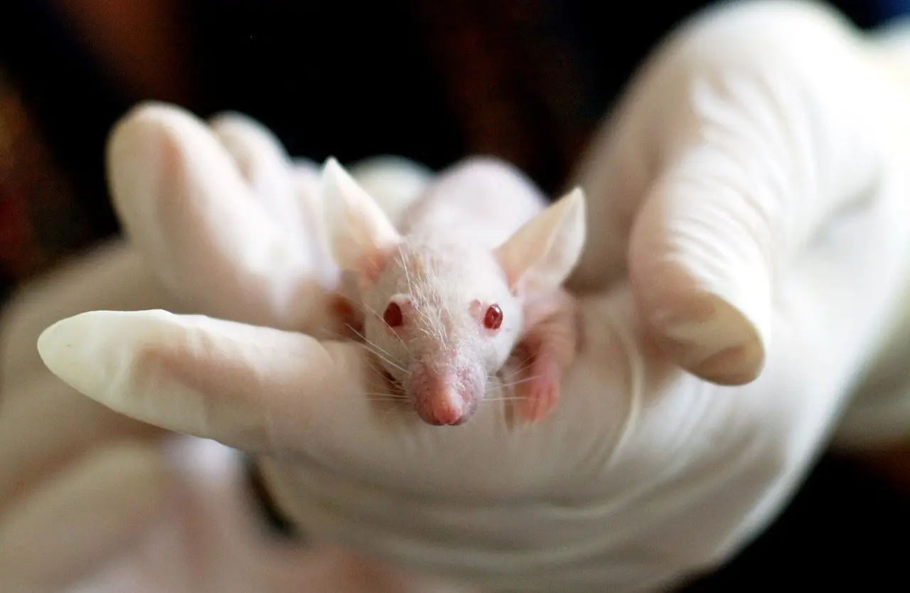 animal_testing_1536784768