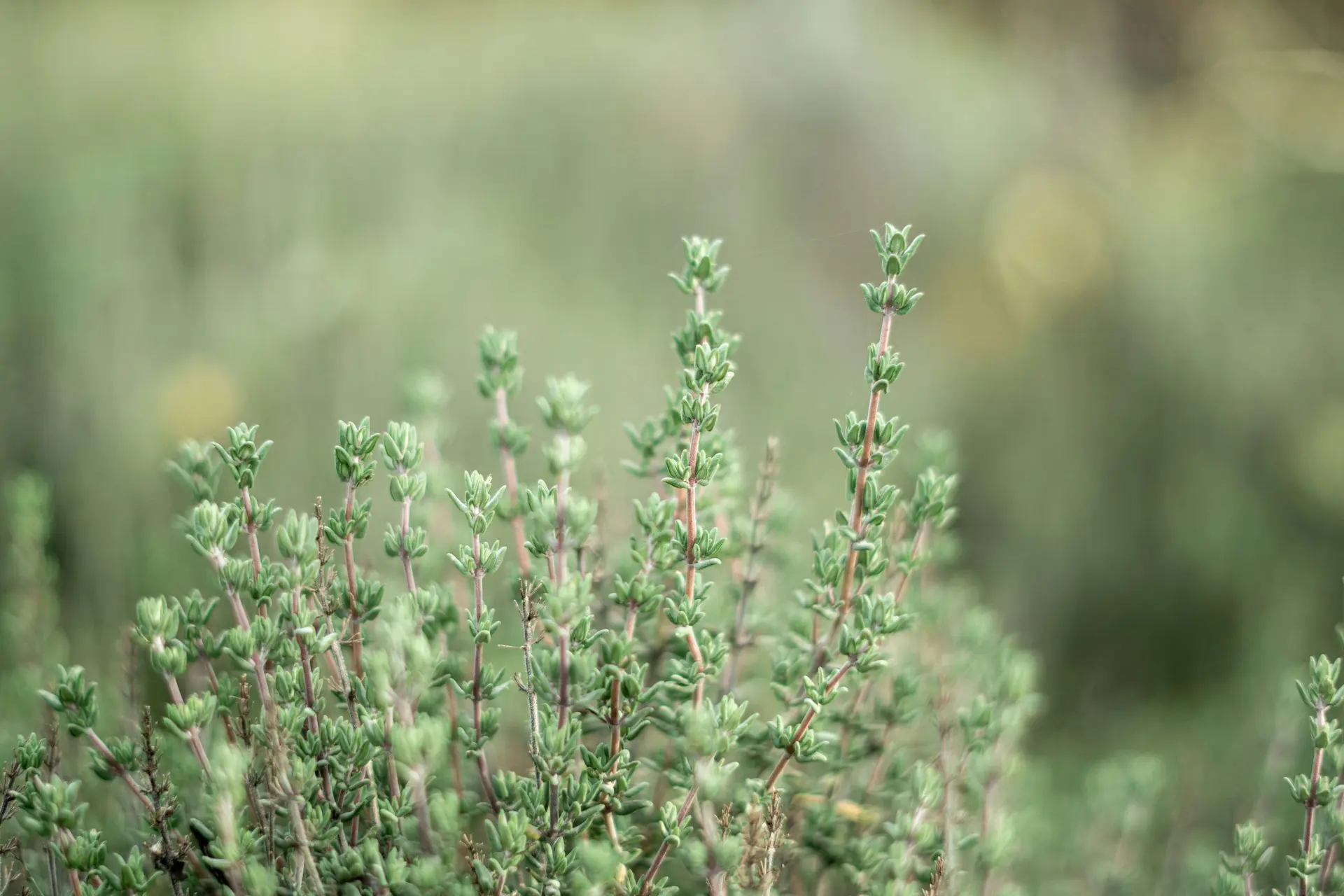 anja-junghans-qjuJBB5BsAY-unsplash-1
