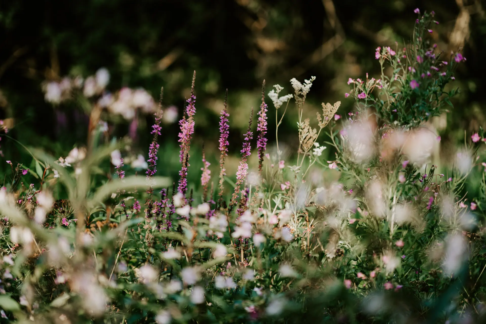 annie-spratt-4IqTki_q8KI-unsplash-1