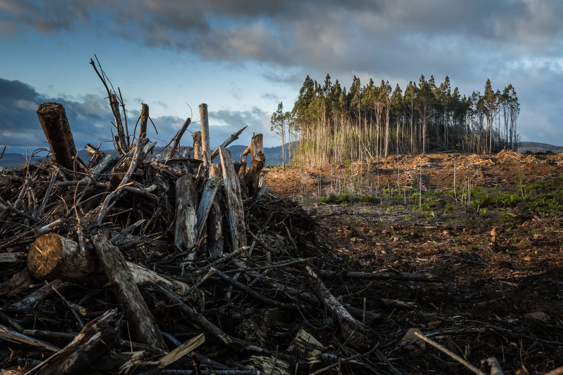 anthropogenic-climate-change-ENVIRONMENT