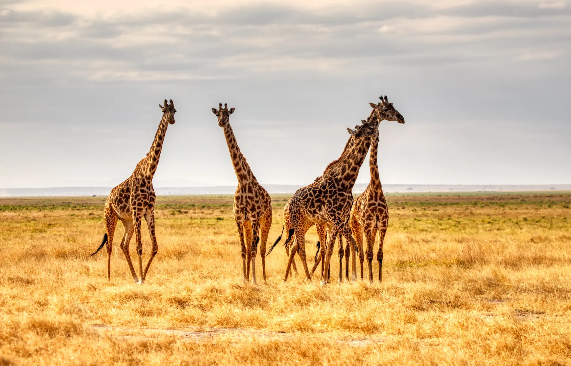 are-giraffes-endangered