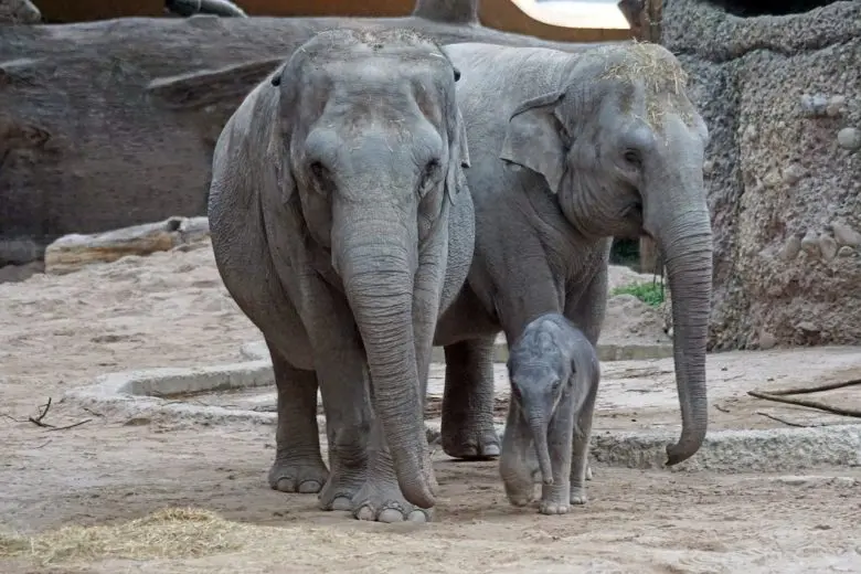 asian_elephants_1528387604-e1528387613136