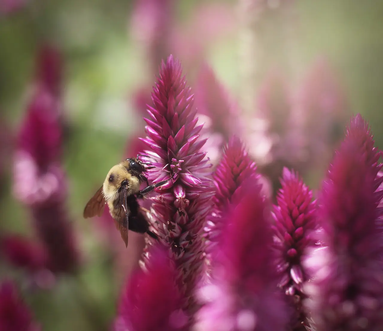 bee_pollination_1533748660