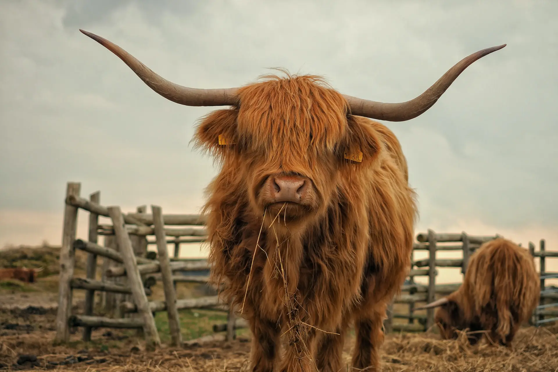 best-beef-cattle-for-small-farm