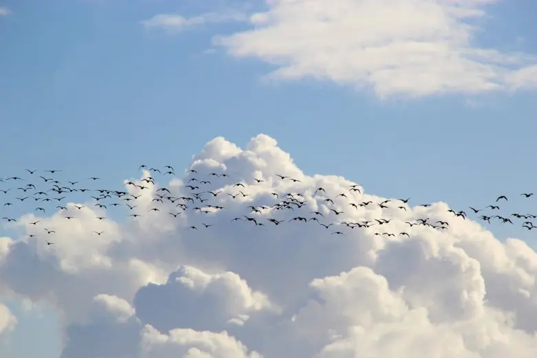 bird_migration_1585323496-e1585323511714