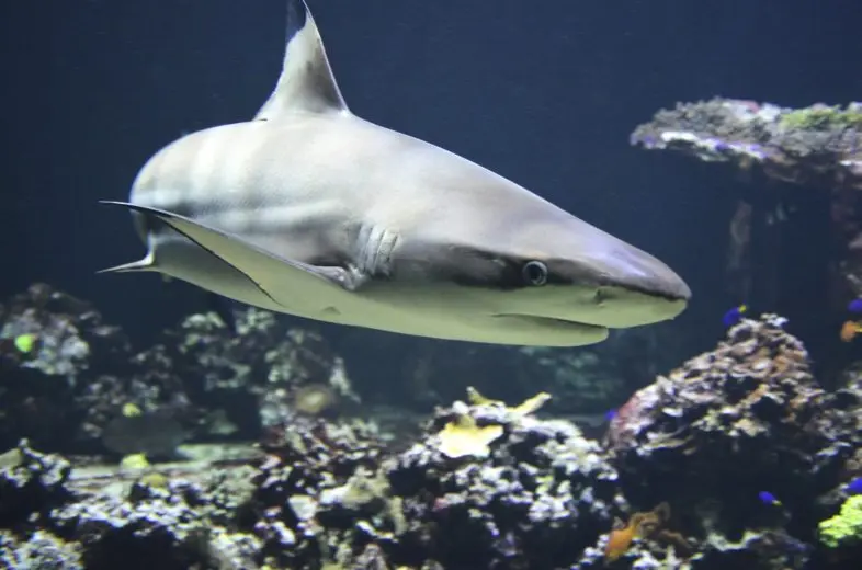 blacktip-1294753_1920-1-e1504810625294