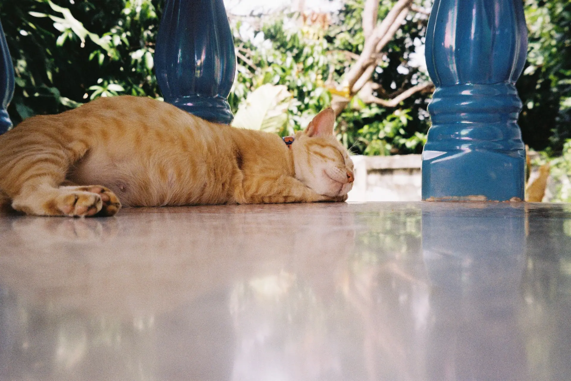 cat-enclosure