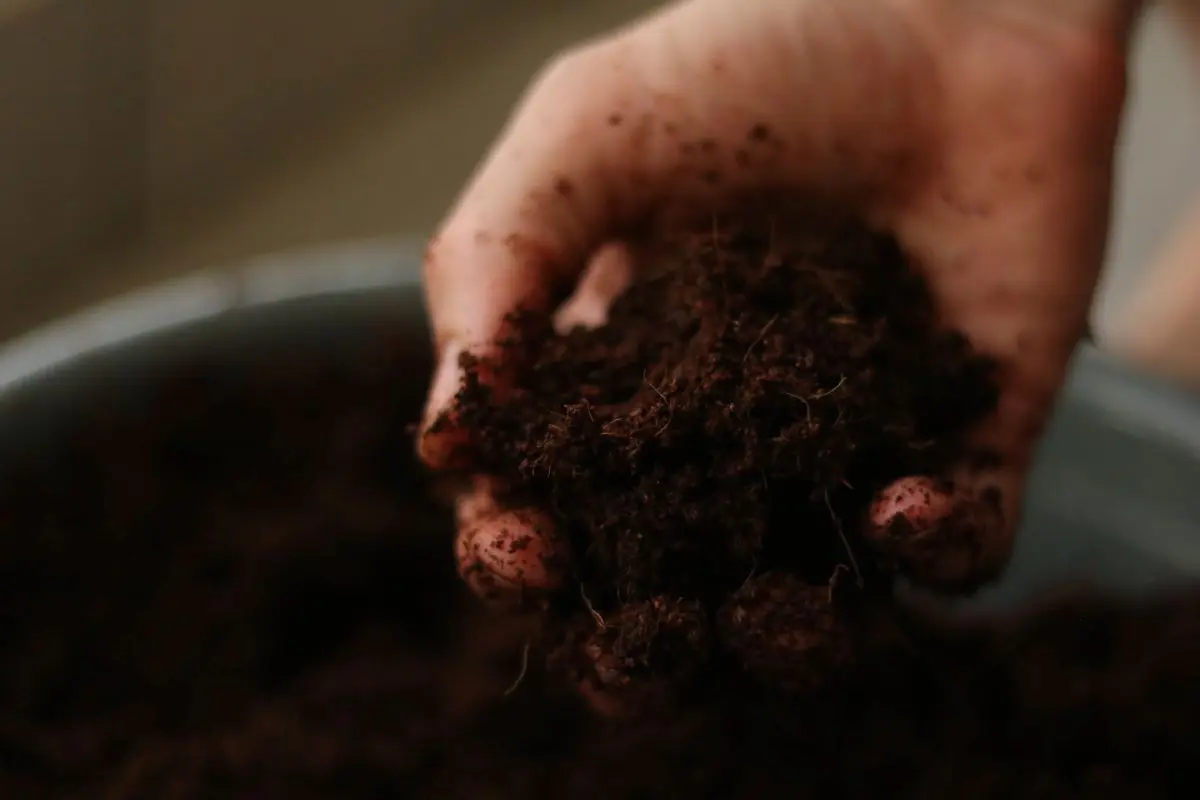 composting-burial-feature-image