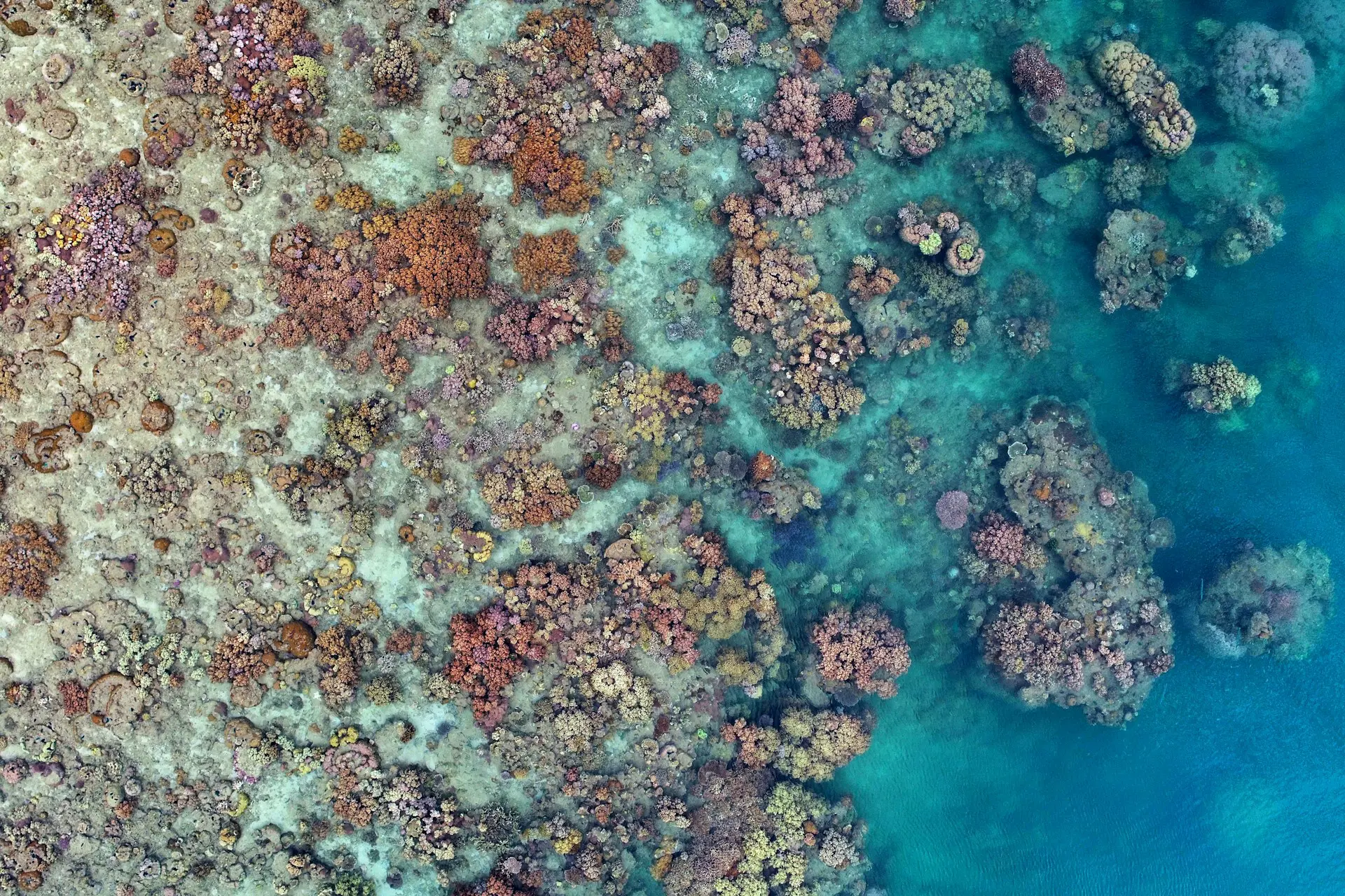 coral-bleaching