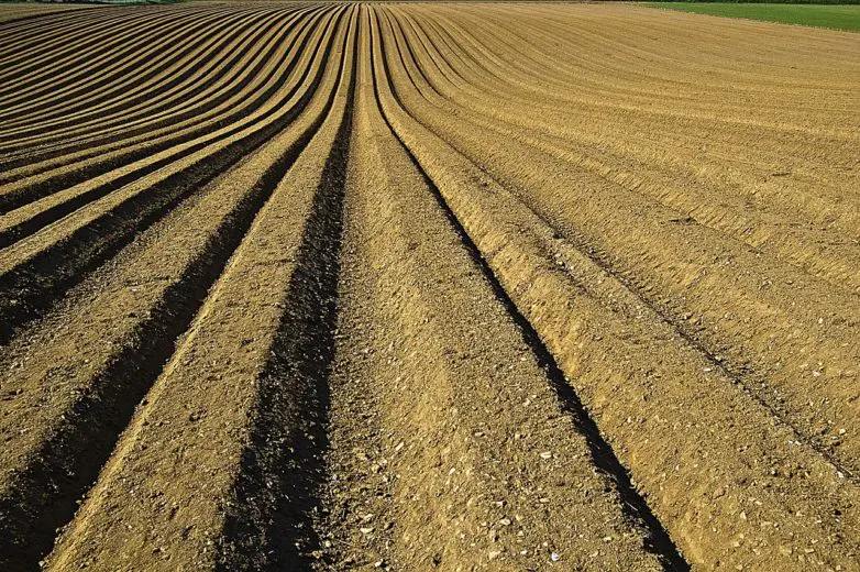 crops_1593458273-e1593458332278