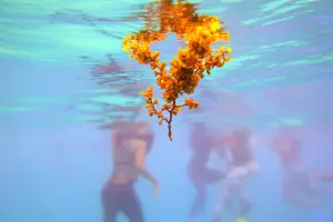 Beyond the Golden Tide: The Growing Threat of Caribbean Sargassum